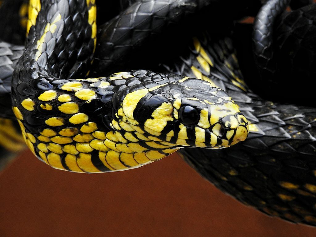 cobra caninana