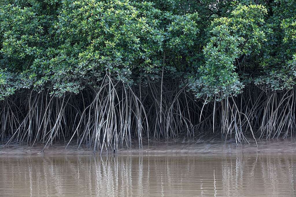 Manguezais na Amazônia. 