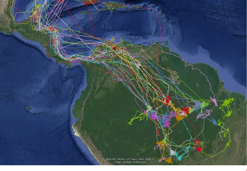 Mapa com as rotas de migração rastreadas pelos voluntários da Purple Martin. Imagem: Associação para Conservação Purple Martin