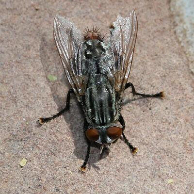 Mosca sarcosaprófaga.