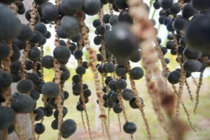 Leia mais sobre o artigo Açaí e outros extrativos da Amazônia dependem de energia