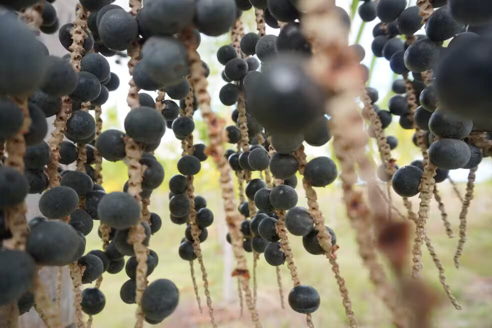 Leia mais sobre o artigo Açaí e outros extrativos da Amazônia dependem de energia