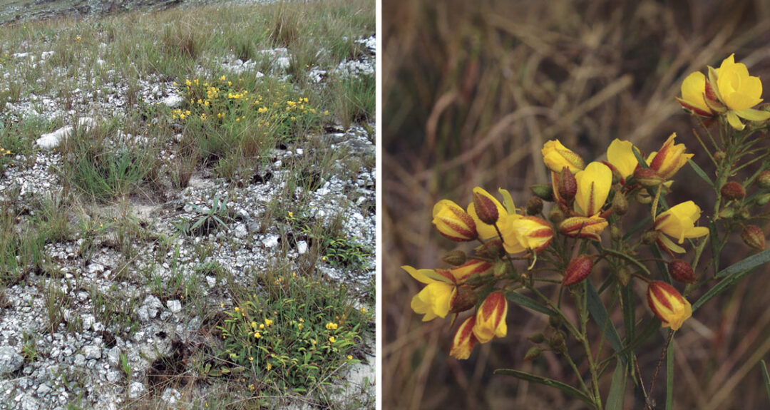 Imagem colorida mostra leguminosas olesiphyllacrommyotricha