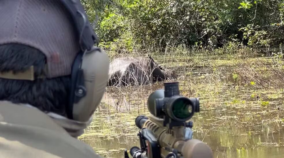 Imagem colorida mostra homem com espingarda mirando em búfalo em Rondônia para fazer abate