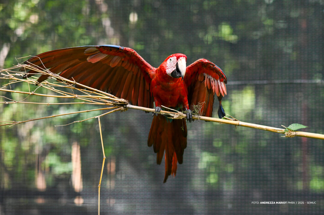 Espécies de aves podem ser vistas e ouvidas no bosque. Foto: Andrezza Mariot/PMBV