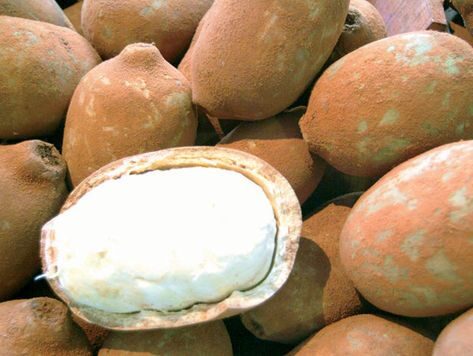 fruta cupuaçu é cultura do amazonas