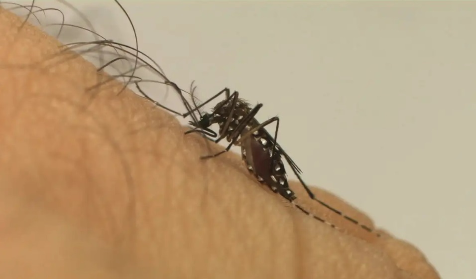 dengue é causada pelo aedes aegpyt
