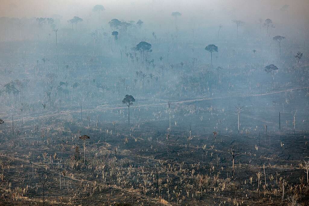 desmatamento amazonia 2025 foto Marizilda Cruppe acervo Greenpeace