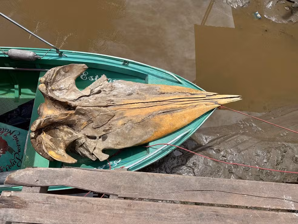 crânio de baleia cachalote