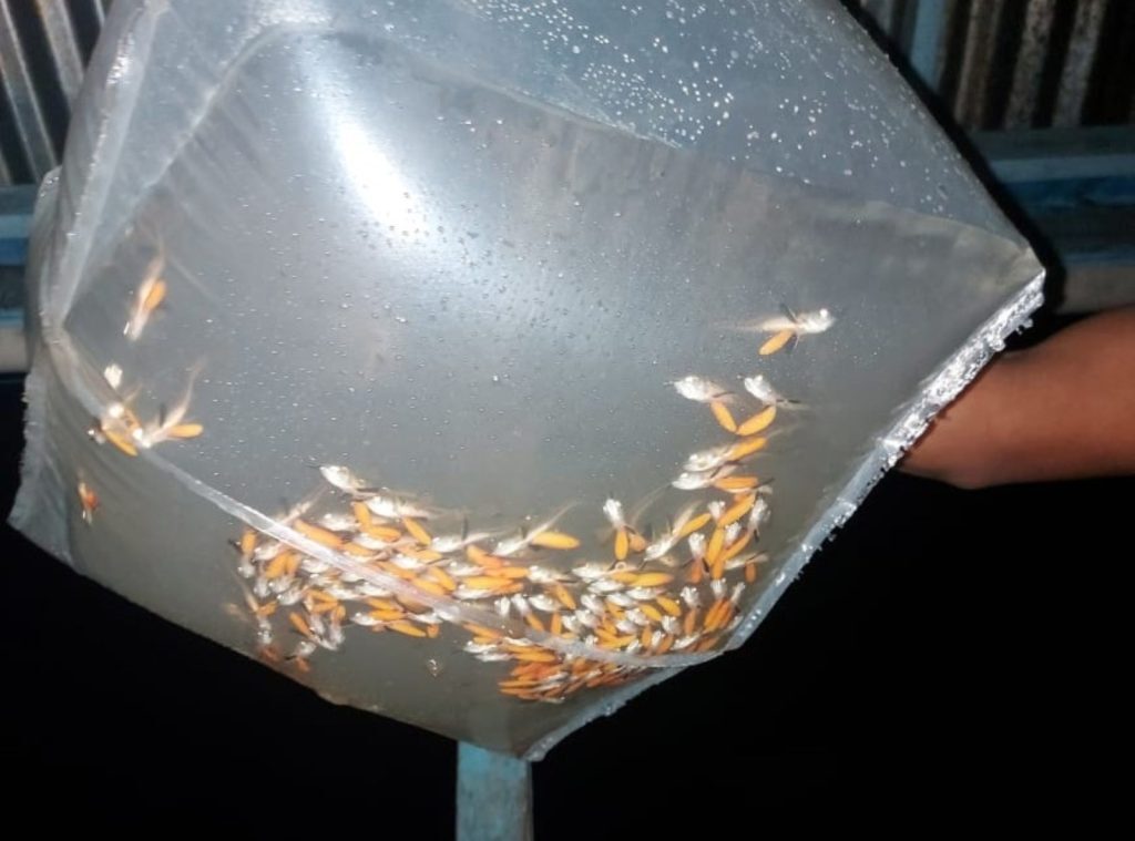 pesca manejada de 15 mil larvas e alevinos de aruanã branco na Reserva Mamirauá