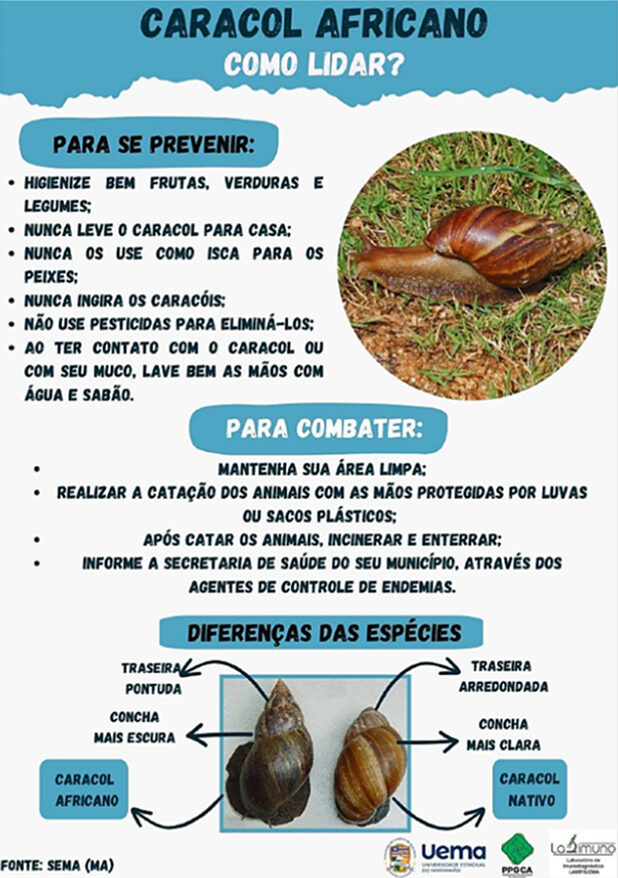 caracol africano medidas de segurança
