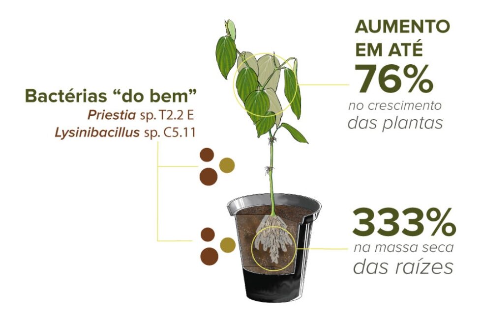 Bactérias beneficiam cultivo de pimenta-do-reino e podem reduzir uso de produtos químicos
