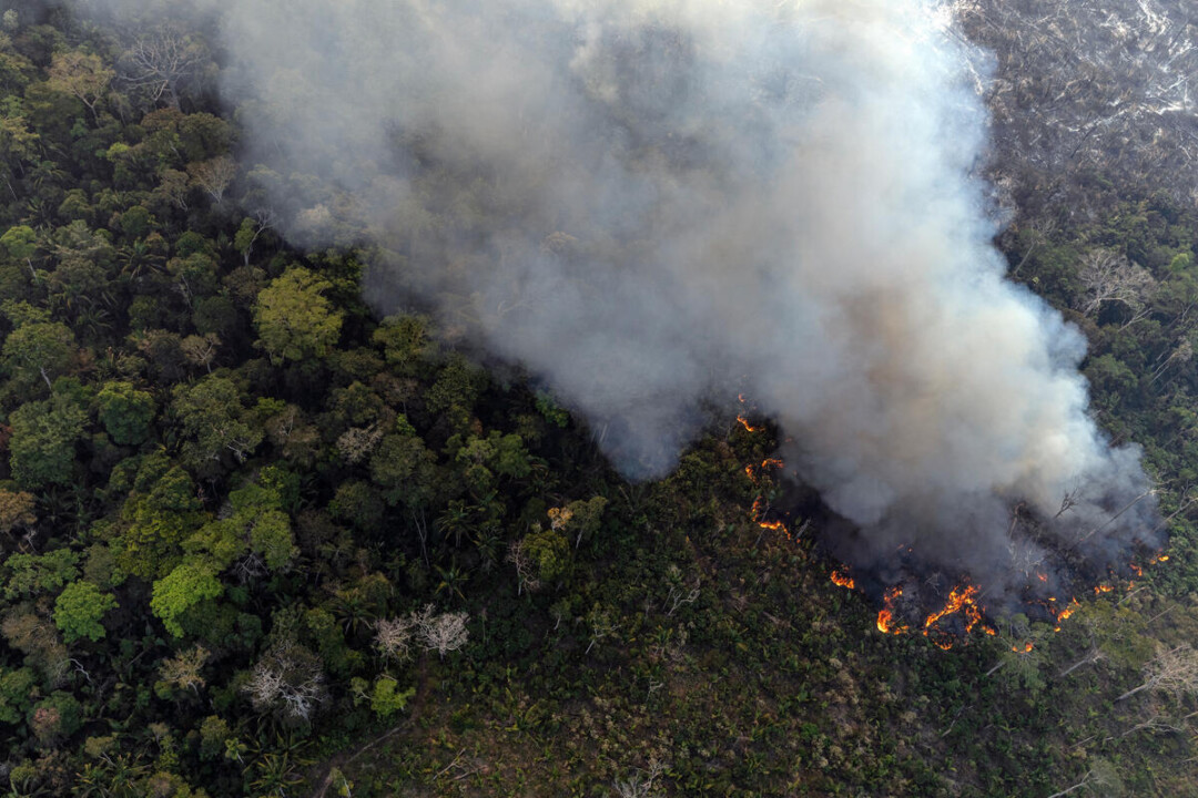 amazônia - O Greenpeace Brasil realizou sobrevoo no sul do Amazonas e no norte de Rondônia para monitorar o desmatamento e queimadas em julho de 2024. 