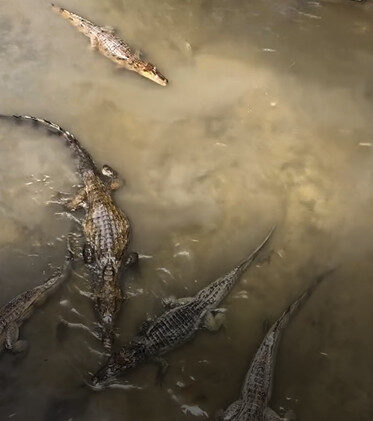 Mais de dez jacarés surgem em igarapé de Manaus e surpreendem moradores