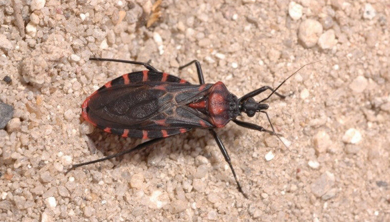 Doença de Chagas