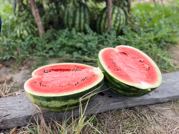Melancias cultivadas na Terra Indígena Raposa Serra do Sol, ao Norte de Roraima.