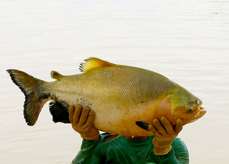 pesquisa com o peixe tambaqui
