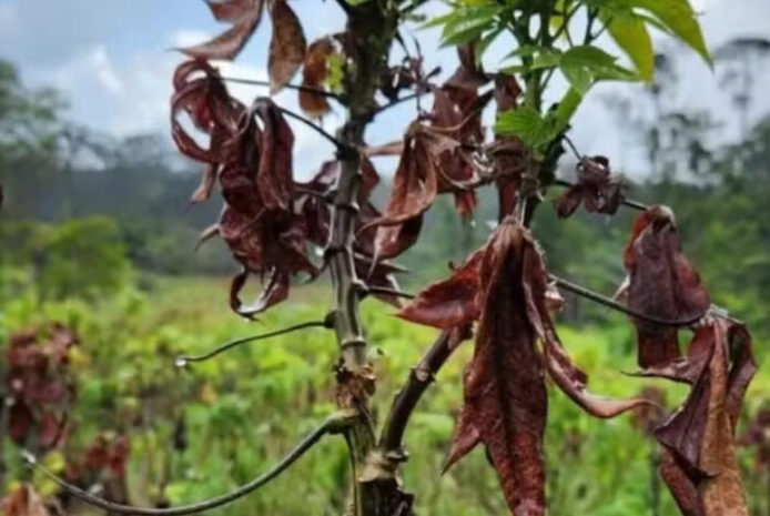 Vassoura-de-bruxa afeta plantações no Amapá desde 2023