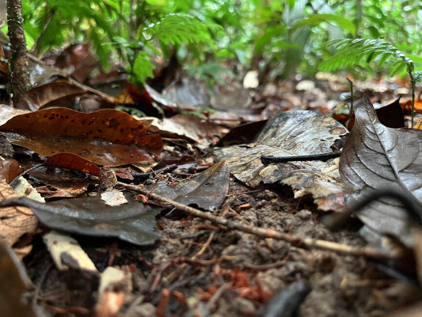 plantas da Amazônia
