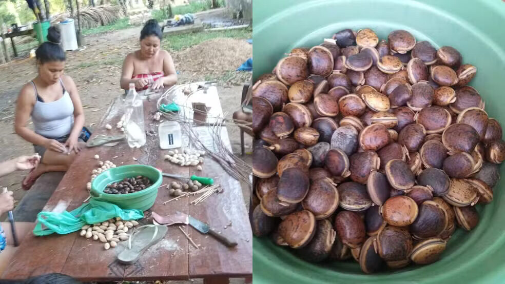 Grupo de artesãs indígenas de Oiapoque, no amapá  Foto Divulgação