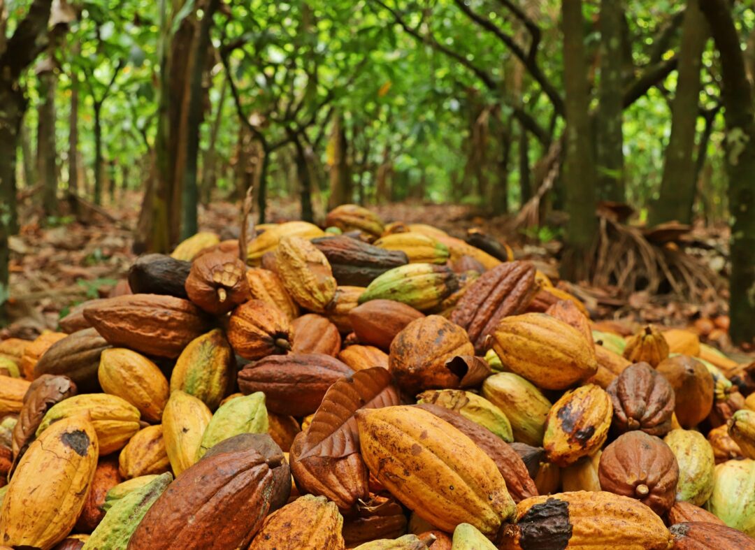cacau