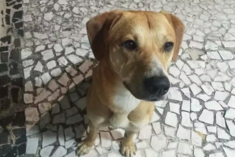 Cachorro Caramelo