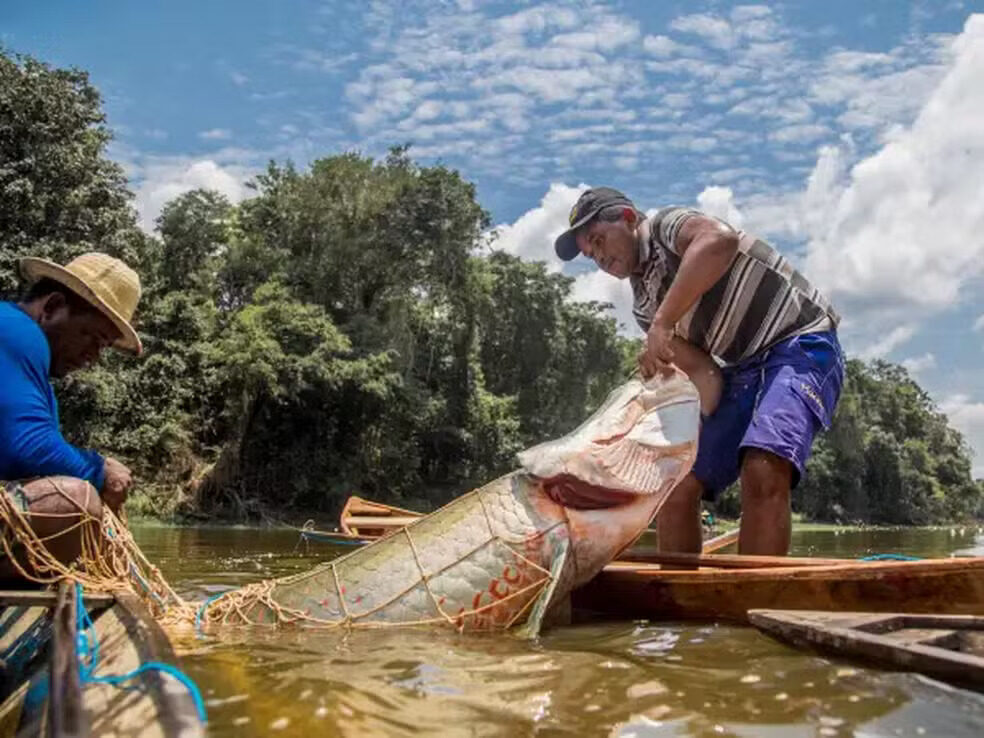 pirarucu-e-pescado-na-comunidade-sao-raimundo-do-jaraua-no-amazonas-embrapa prêmio cartilha