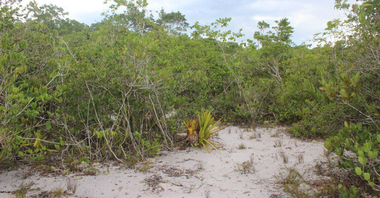 Árvore da campinarana amazônica resiste à seca, mas sofre com alagamento prolongado, revela estudo
