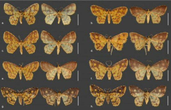 As novas oito espécies de mariposas, cada uma representada por uma letra, antes eram classificadas como apenas uma, Eois russearia. Semelhanças morfológicas impossibilitam classificação precisa a olho nu. Foto: Georgette Paola Ancajima/IB-Unicamp