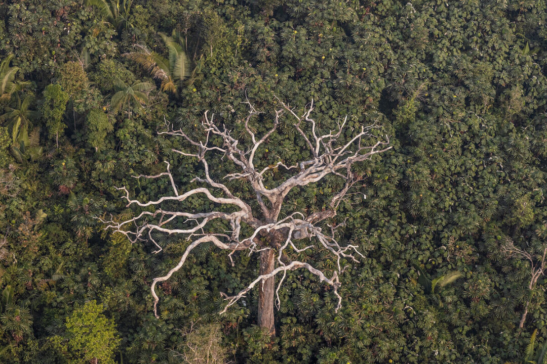 unidade de conservação no amazonas - br-319