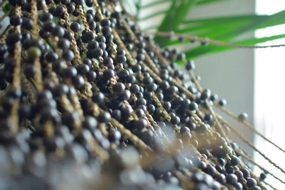 Imagem colorida mosrtra cachos de açaí no Amapá