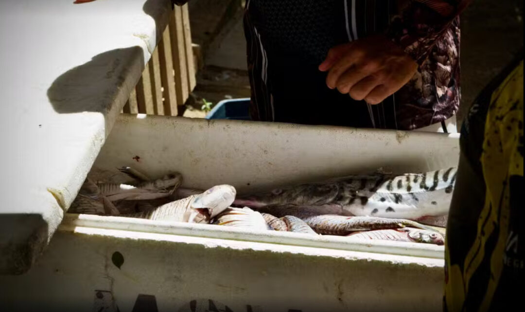 peixes