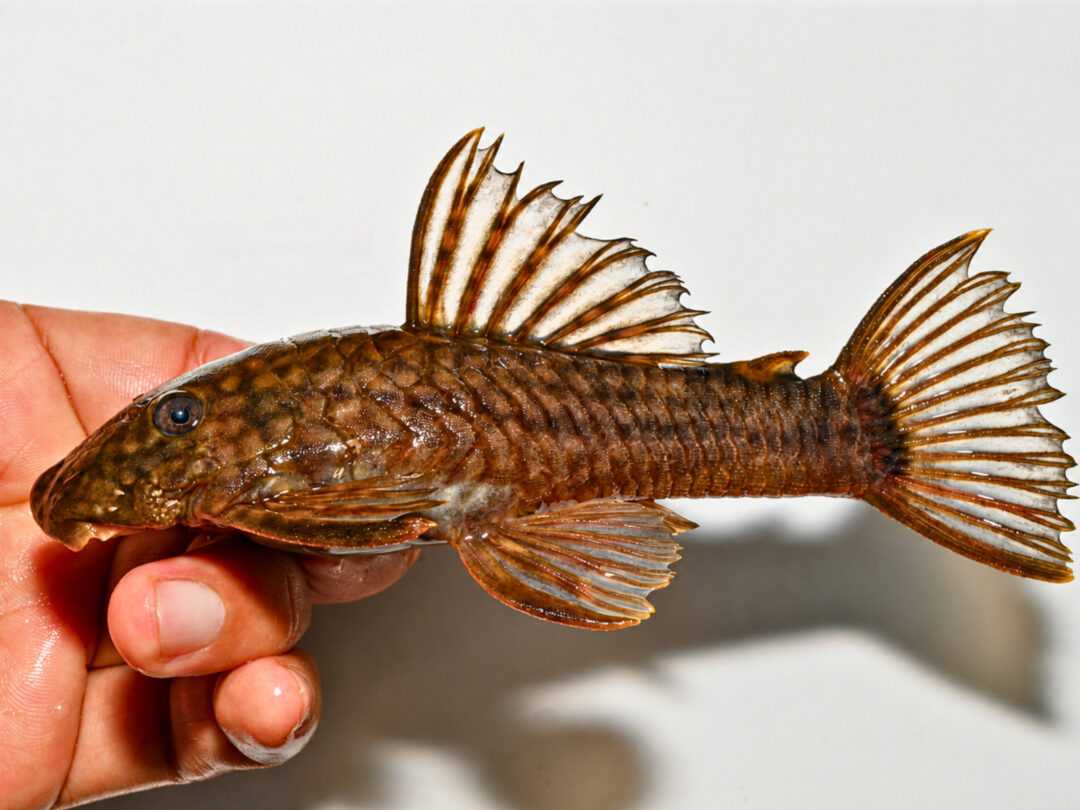 Nova espécie de peixe encontrada no Peru