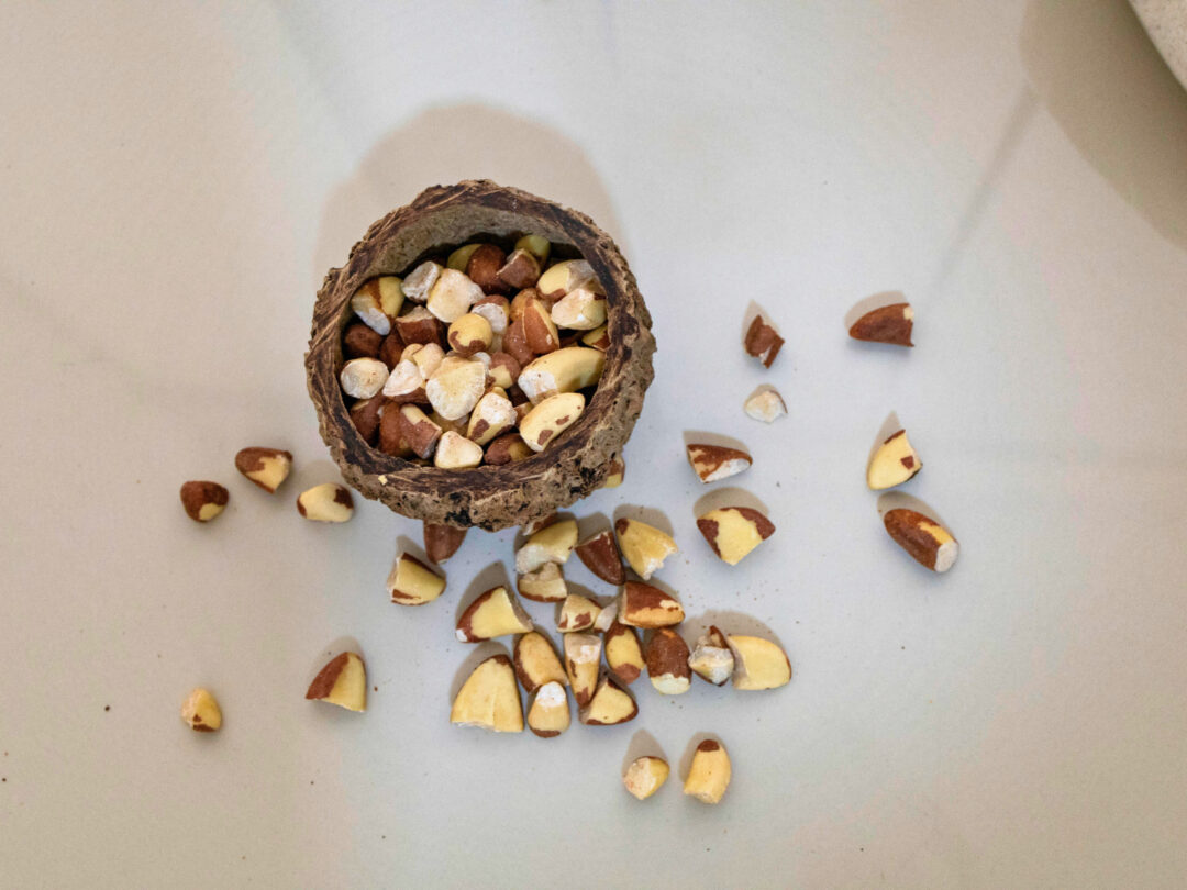 IIAP produzirá bebida funcional a partir da castanha amazônica para melhorar a absorção de selênio