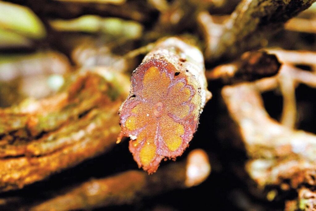 ayahuasca