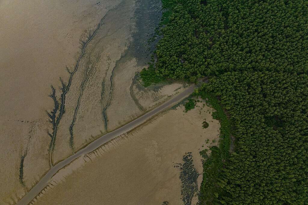 manguezais da Amazônia