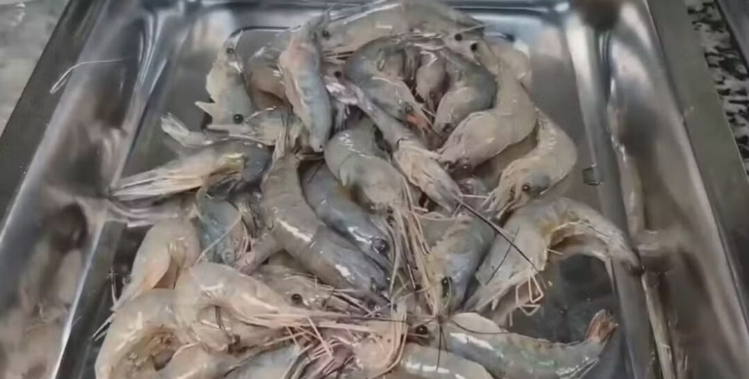camarões e restos de pescado são reaproveitados para criar petiscos e farinhas
