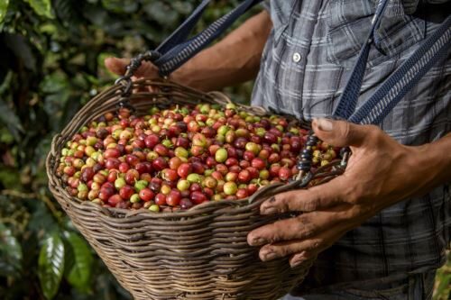 Estudo de novas variedades de Cacau determinará sua resistência ao clima e às pragas