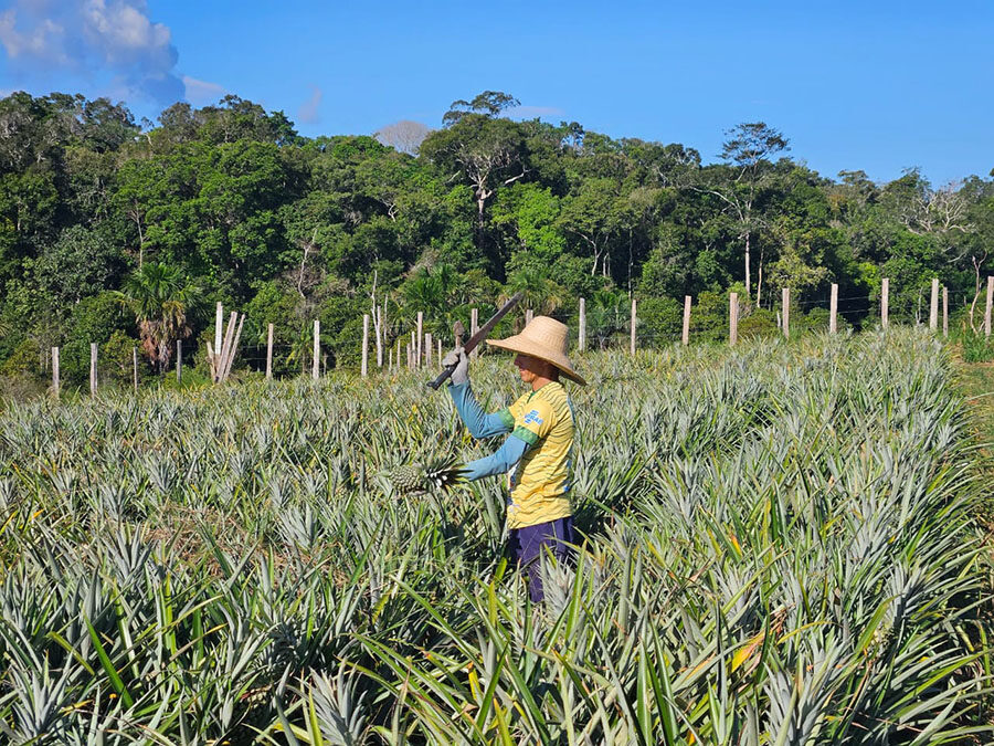 O abacaxi figura entre as culturas tropicais mais relevantes no cenário econômico e social do Brasil, atuando como gerador de renda no meio rural.