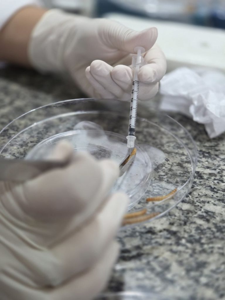 Descoberta pode ajudar a reduzir prejuízos na criação de peixes 