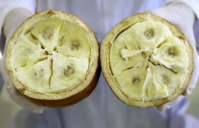 cupuaçu
