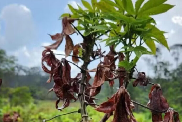 Vassoura-de-bruxa afeta plantações no Amapá desde 2023