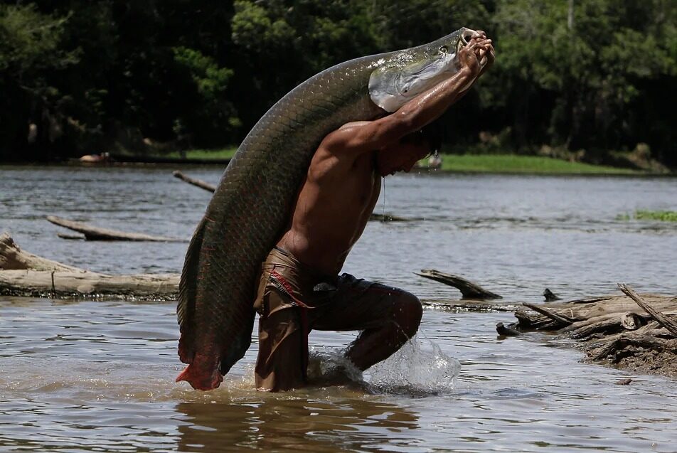 Pirarucu (Arapaima gigas). Foto: Ricardo Oliveira/Divulgação