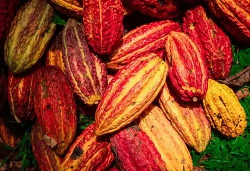 cacau peruano