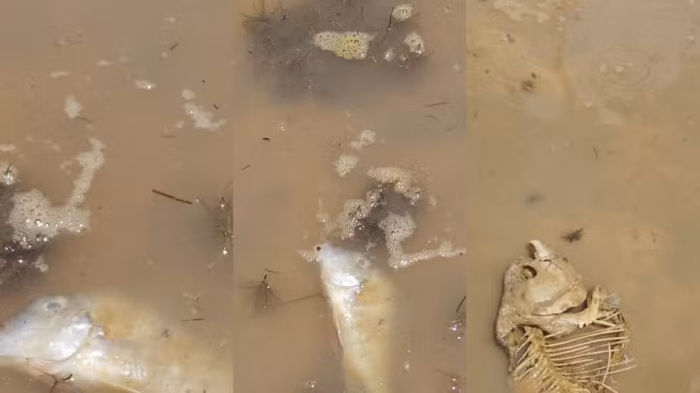 Seca no interior do Amapá isola comunidades e compromete renda de pescadores após morte de animais